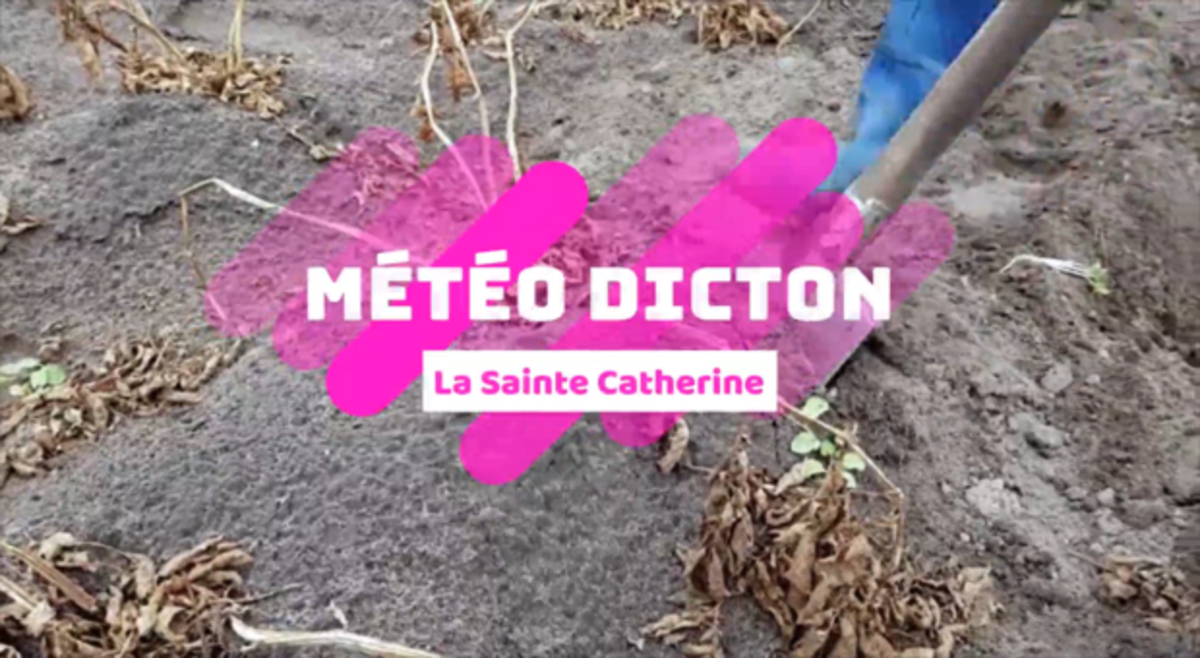 La Sainte Catherine : le dicton météo des jardiniers - La Chaîne Météo